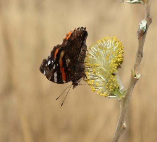 Vanessa atalanta